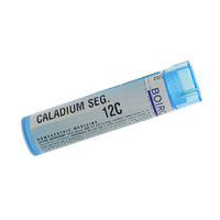 Caladium Seguinum 12c