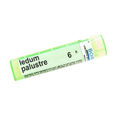 Ledum Palustre 6x