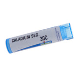 Caladium Seguinum 30c