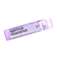 Agaricus Muscarius 1m