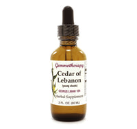 Cedar of Lebanon/Cedrus Libani
